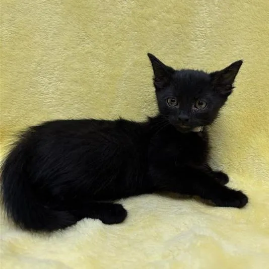 A baby small-sized male Black Domestic Short Hair cat named Mars for adoption in Hawthorne, CA