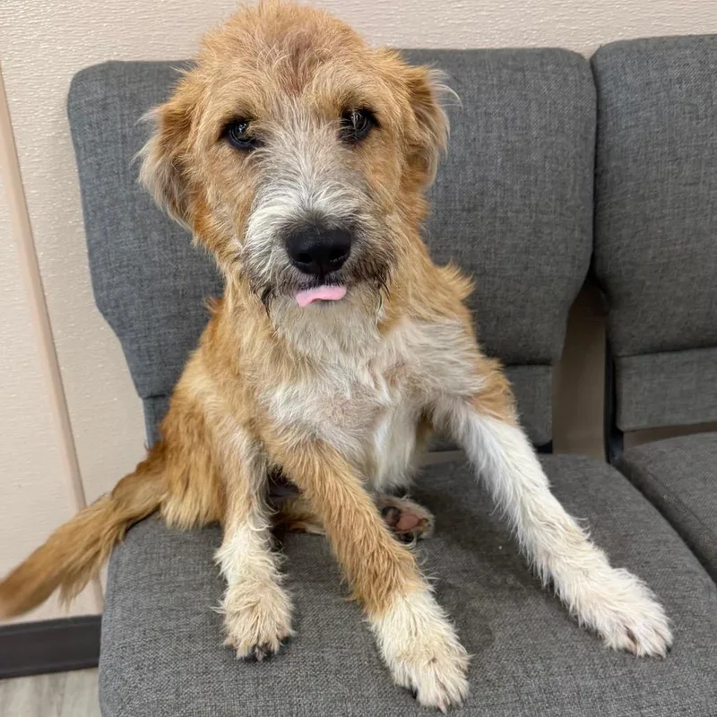 A young medium-sized male Yellow / Tan / Blond / Fawn Irish Terrier dog named Travis Barker for adoption in Cleveland, MS