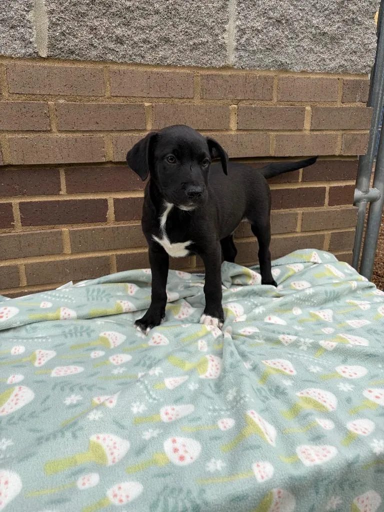 A baby medium-sized male Mixed Breed dog named Alan for adoption in Columbia, TN