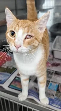 An adult medium-sized male Orange & White Domestic Short Hair cat named Kip for adoption in Herndon, VA