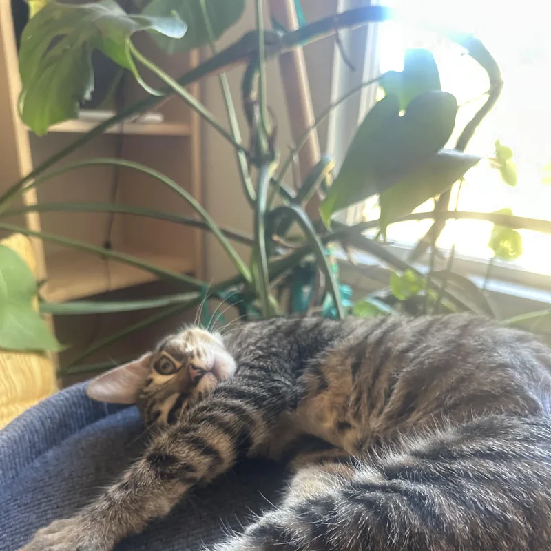 A baby medium-sized male Tabby (Brown / Chocolate) Domestic Short Hair cat named Fish for adoption in Davis, CA