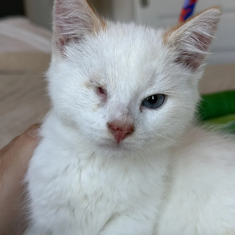 A baby medium-sized male Flame Point Tabby cat named Rio for adoption in Pasco, WA