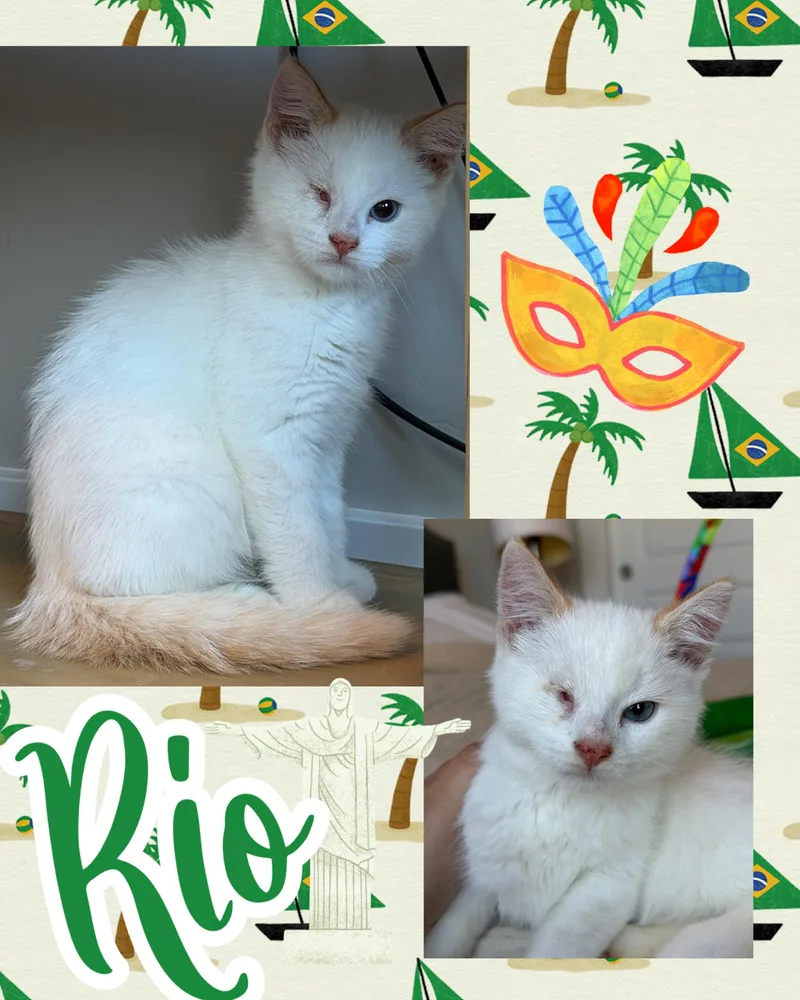 Rio thumbnail 3
