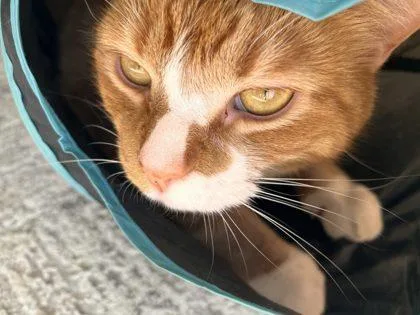 An adult small-sized female Domestic Short Hair cat named Red for adoption in West Chester, PA