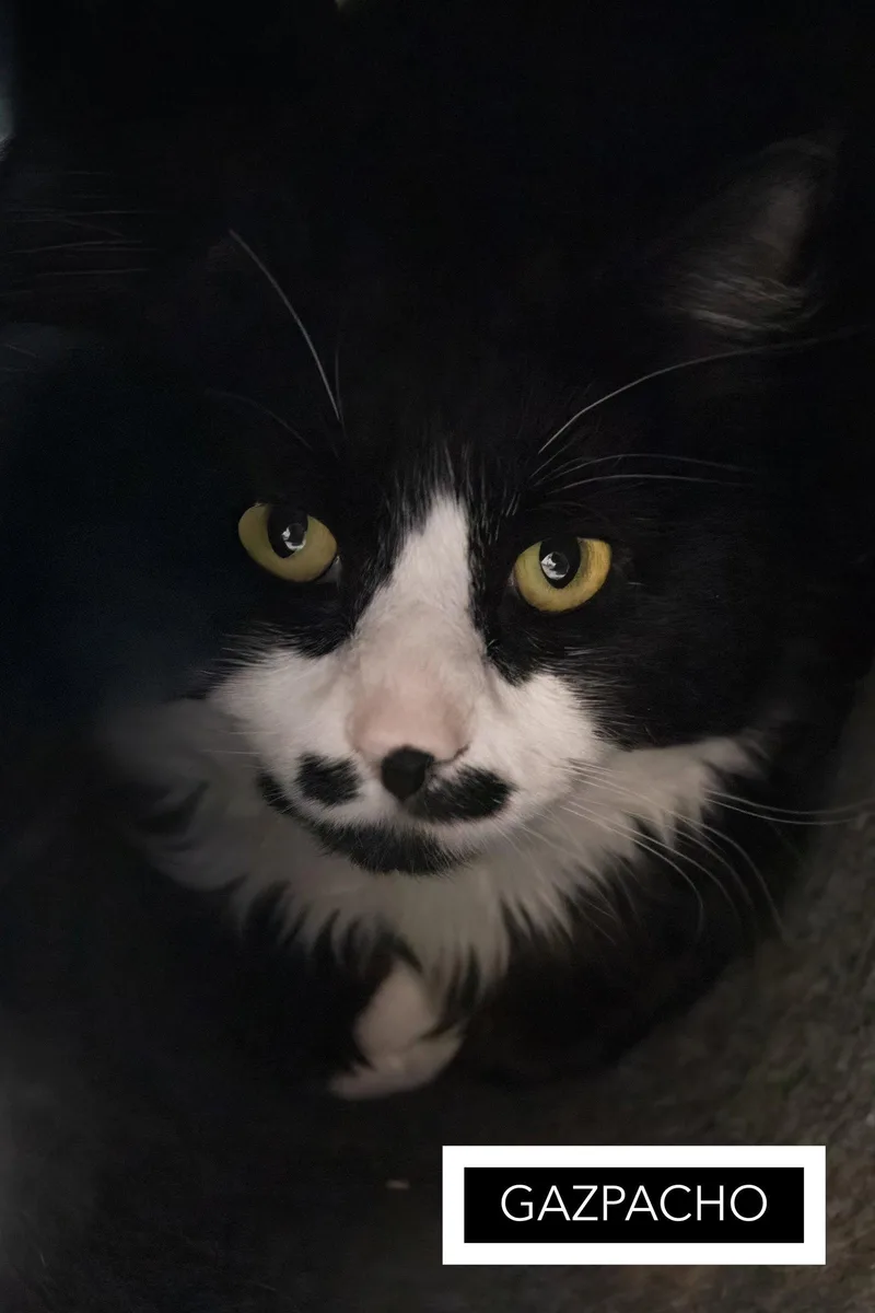 An adult medium-sized male Black & White / Tuxedo Domestic Short Hair cat named Gazpacho for adoption in Greenville, DE