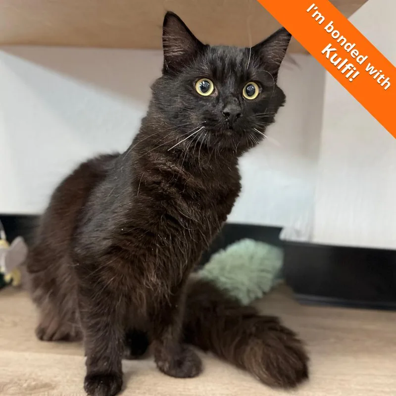 A baby small-sized male Black Domestic Long Hair cat named Mochi for adoption in Pleasant Hill, CA