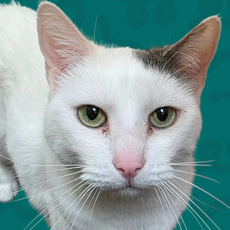 A senior large-sized female White Domestic Short Hair cat named Rey for adoption in Reno, NV