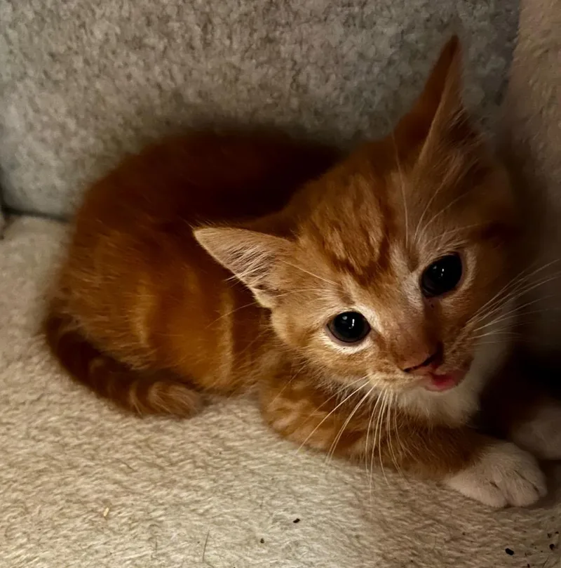 A baby small-sized male Domestic Short Hair cat named Tang for adoption in Clinton, SC
