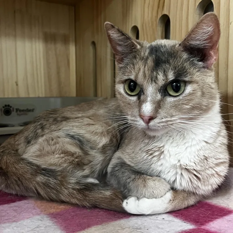 A young medium-sized female Calico Domestic Short Hair cat named Boo for adoption in Yucca Valley, CA