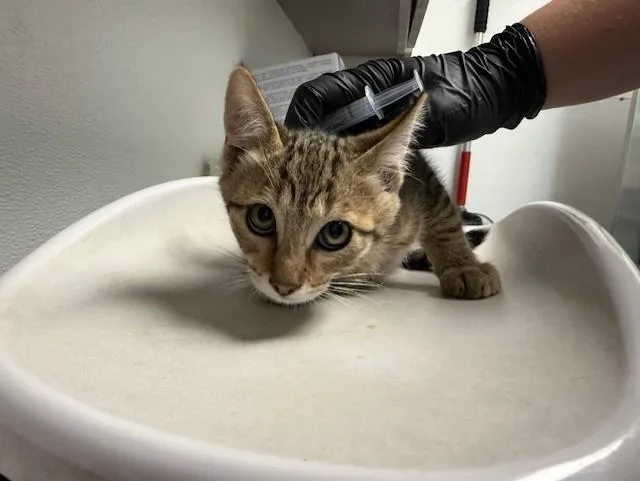A baby small-sized male Domestic Short Hair cat named Samuel for adoption in Antioch, CA