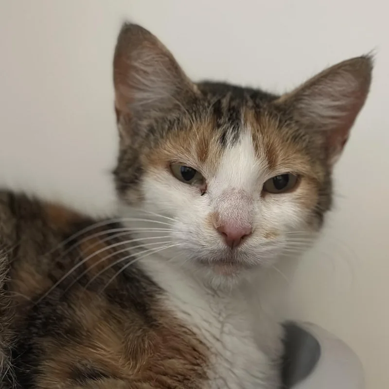 An adult medium-sized female Calico Domestic Short Hair cat named Hazelnut for adoption in Matteson, IL