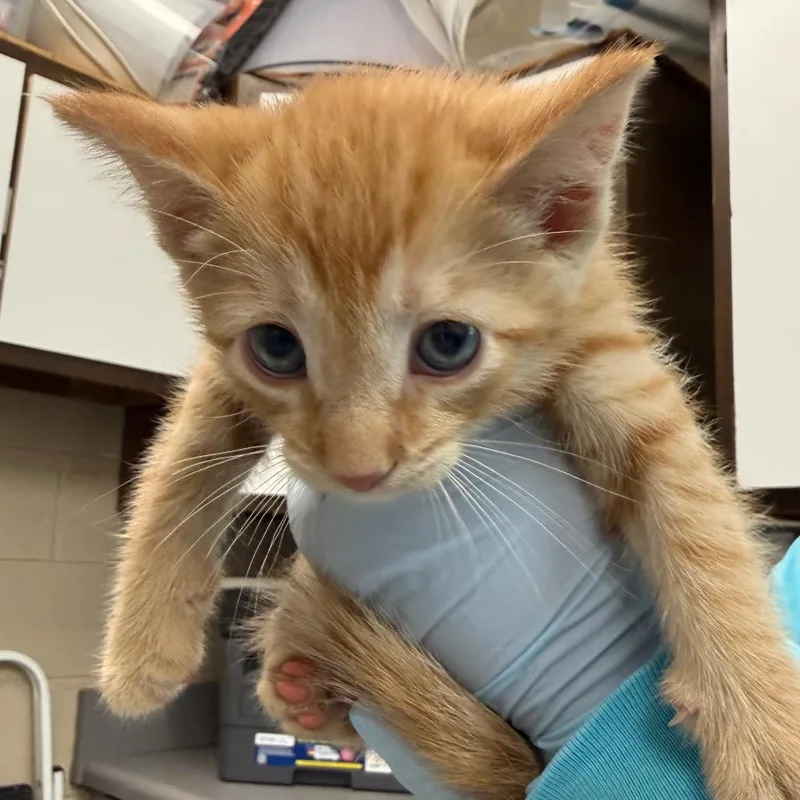 A baby small-sized male Orange / Red Domestic Short Hair cat named Paulie for adoption in Troy, VA