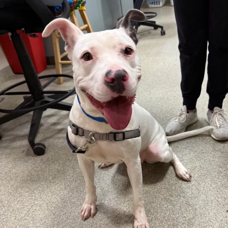 An adult medium-sized female White / Cream Mixed Breed dog named Beauty Burroughs for adoption in Jacksonville, FL