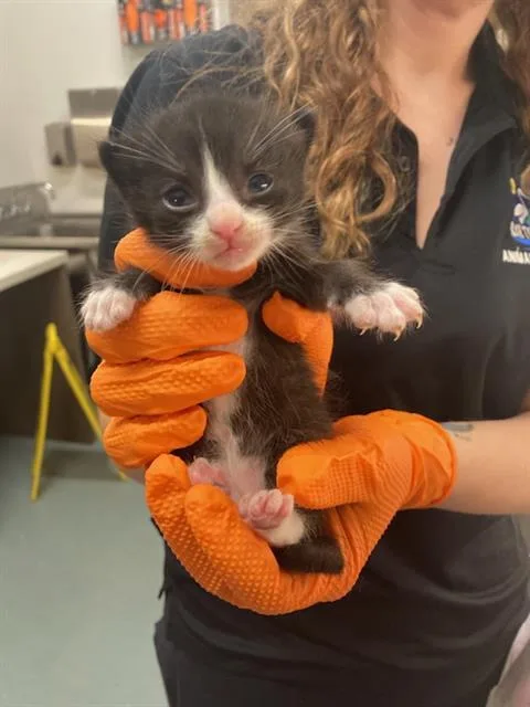 A baby small-sized male Domestic Short Hair cat named Bravo for adoption in Baytown, TX