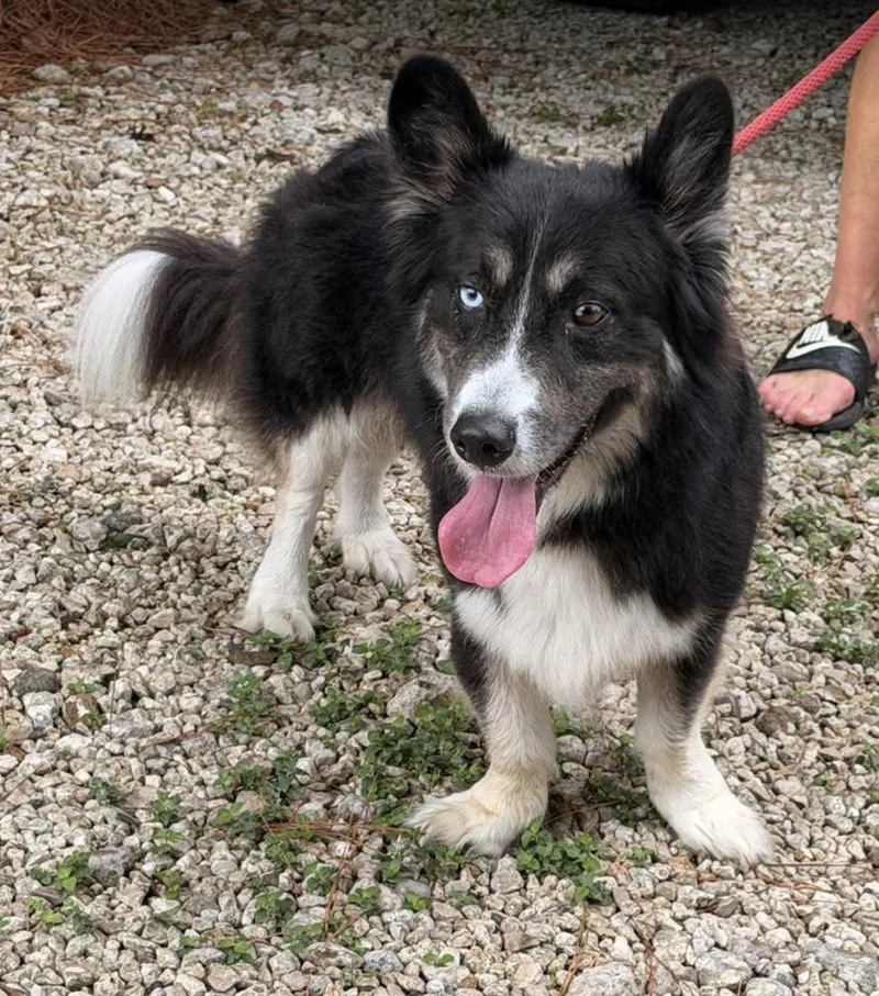 A young medium-sized male Border Collie dog named Charley for adoption in Allen, TX