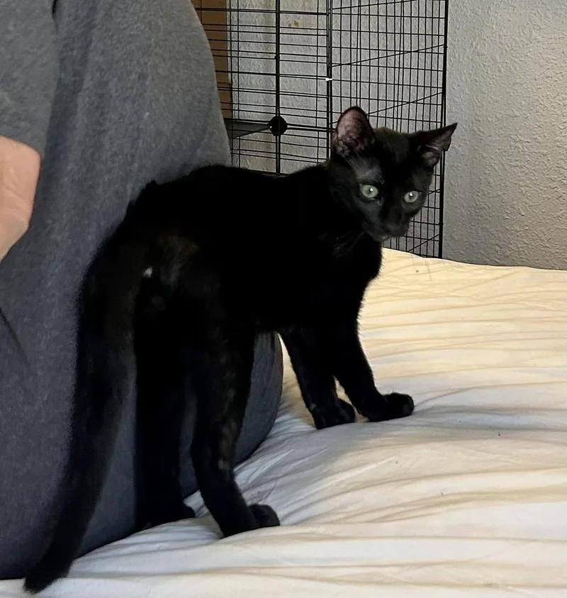 A baby small-sized male Black Domestic Short Hair cat named Danny for adoption in Gardena, CA
