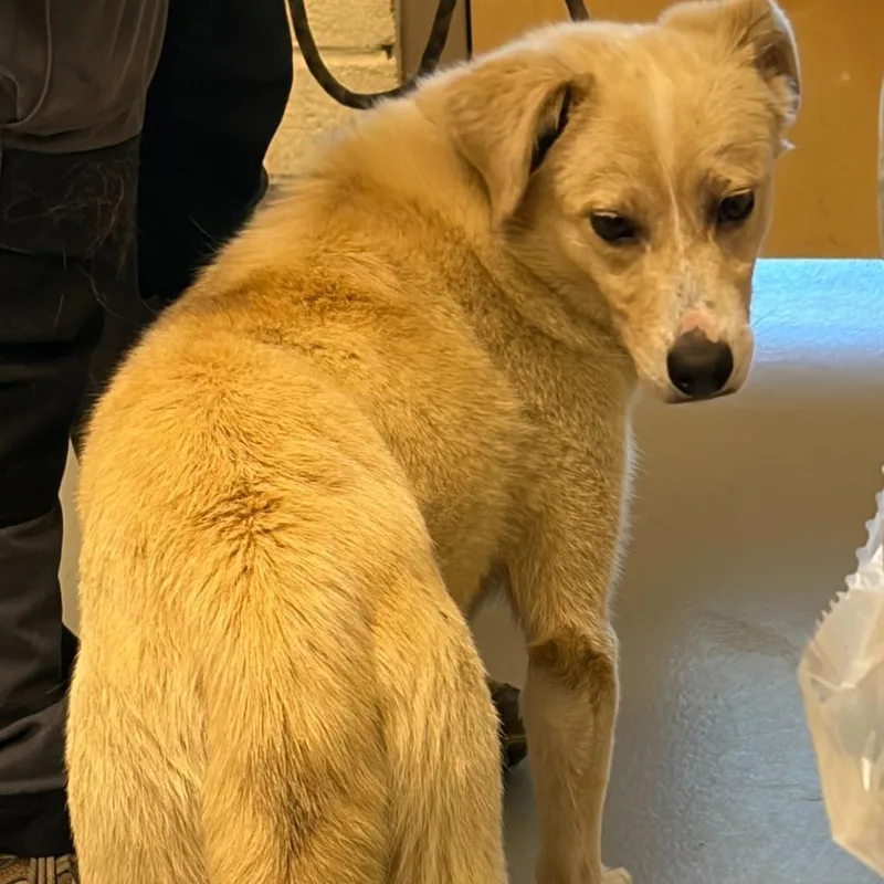 An adult medium-sized male Yellow / Tan / Blond / Fawn Mixed Breed dog named Kody for adoption in Asheville, NC