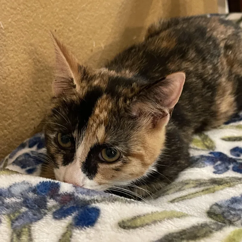 A baby medium-sized female Calico Domestic Short Hair cat named Violet for adoption in san antonio, TX