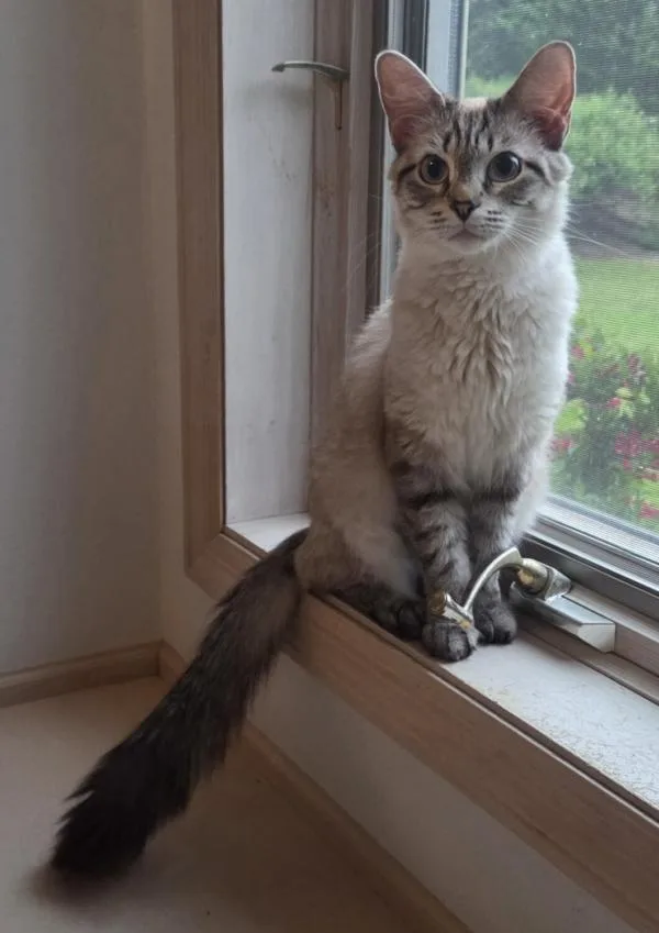 An adult medium-sized female Gray / Blue / Silver Balinese cat named Yana for adoption in Kenosha, WI