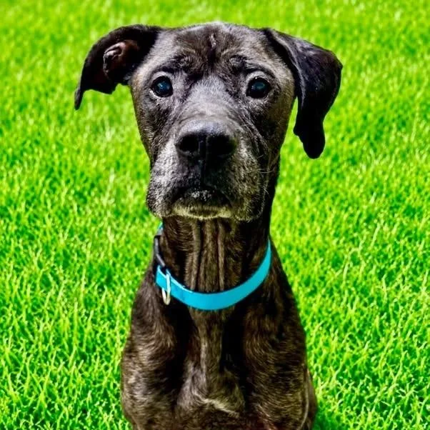 A senior large-sized male Brindle Great Dane dog named Billy for adoption in Battle Creek, MI