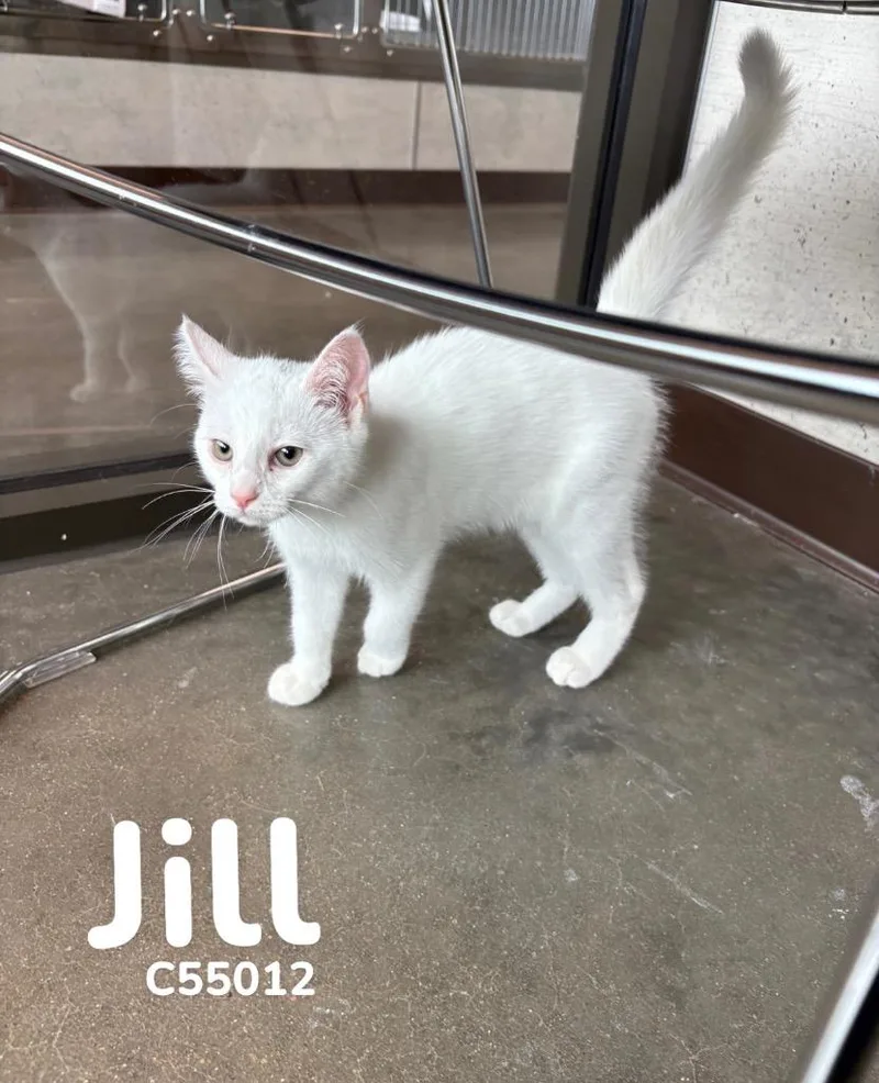 Jill