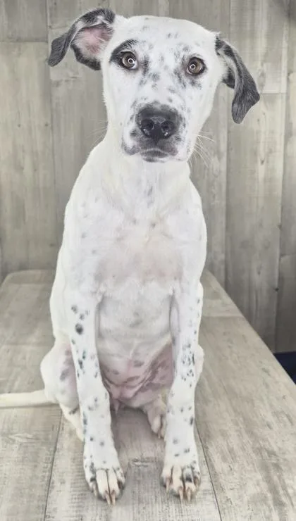 Perdita