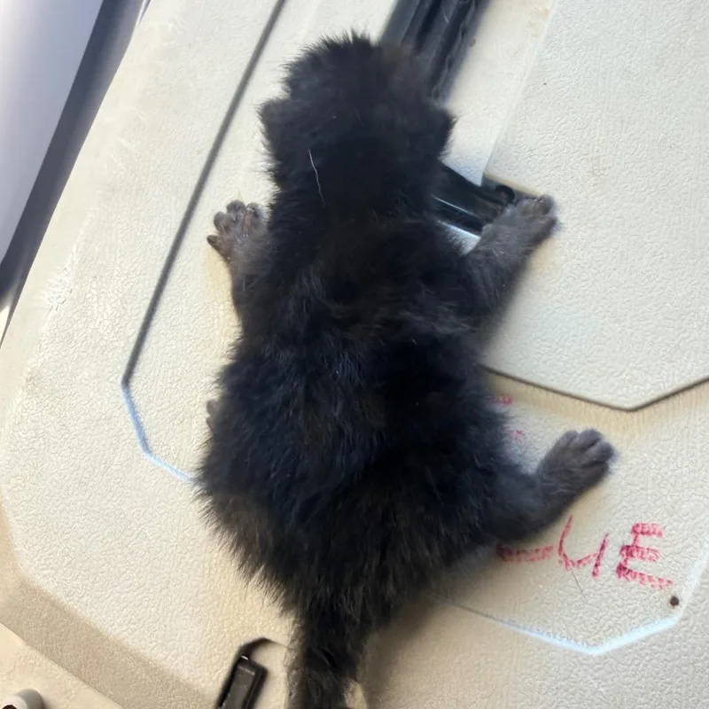 A baby small-sized female Black Domestic Medium Hair cat named Matisse for adoption in Mount Juliet, TN