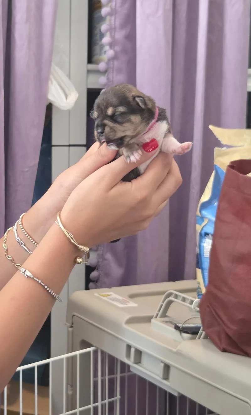 A baby small-sized female Brussels Griffon dog named Pawn for adoption in West Hollywood, CA