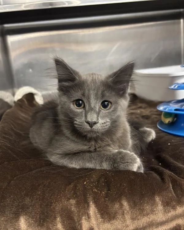 A baby small-sized male Domestic Medium Hair cat named Abracadabra for adoption in Richmond, VA