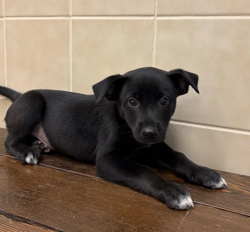 A baby medium-sized male Black Labrador Retriever dog named Caramello for adoption in Kerrville, TX