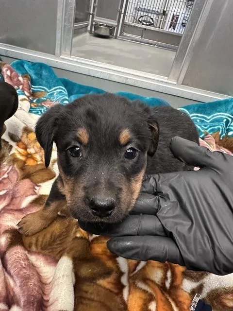 A baby small-sized female Rottweiler dog named Dopey for adoption in Ontario, CA