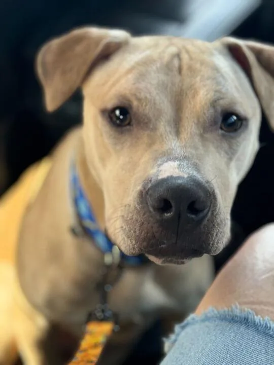 Handsome Jr thumbnail 2