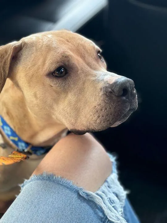 Handsome Jr thumbnail 3