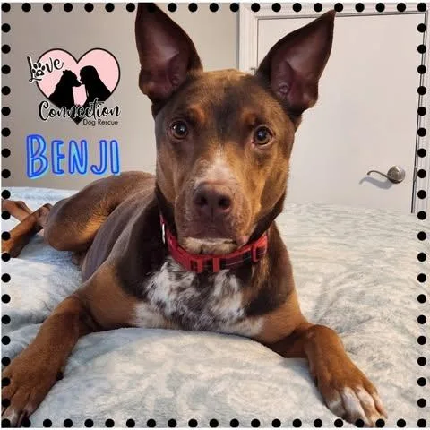 A young medium-sized male Golden Doberman Pinscher dog named Benji for adoption in Gilbert, AZ