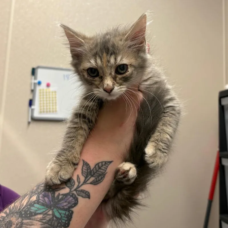 A baby small-sized female Calico Domestic Medium Hair cat named Littlest Pet Shop for adoption in Morganton, NC