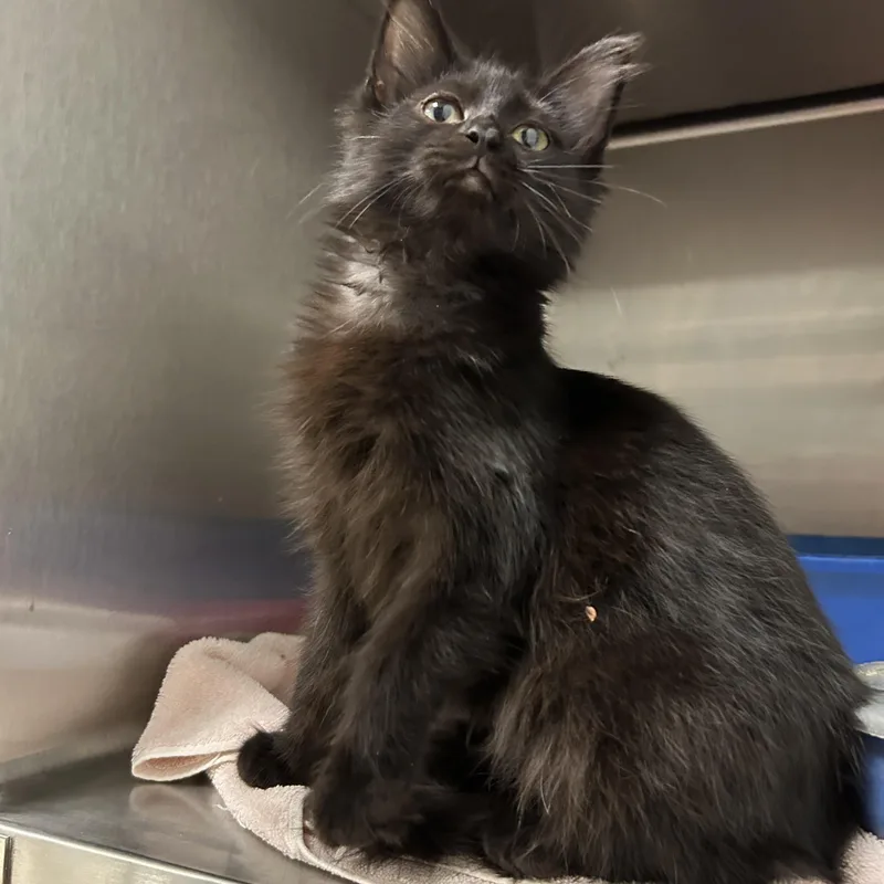 A baby medium-sized female Domestic Long Hair cat named Dip for adoption in La Grange Park, IL