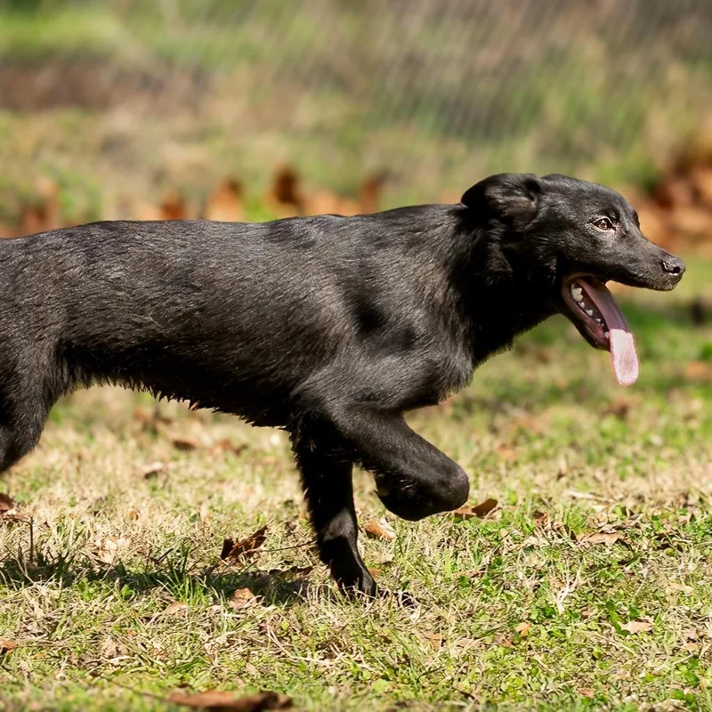 An adult medium-sized female Black Retriever dog named Dixie for adoption in Lake Jackson, TX