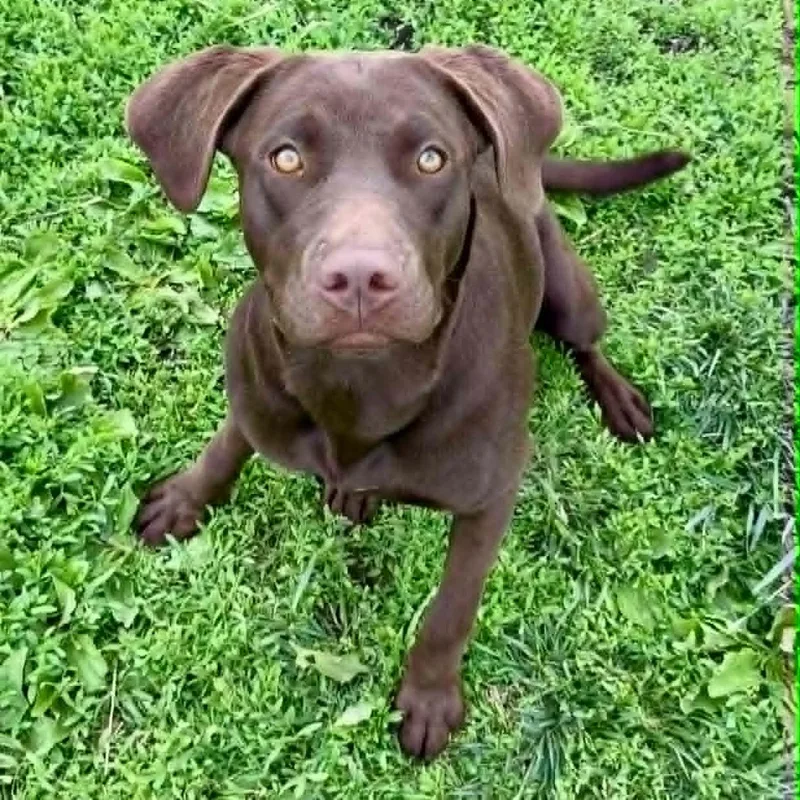 A young large-sized female Chocolate Labrador Retriever dog named Kona for adoption in Rushville, IL