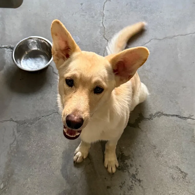 A young medium-sized male Yellow / Tan / Blond / Fawn Siberian Husky dog named Felix A for adoption in Mission Hills, CA