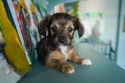 A baby small-sized female Yorkshire Terrier dog named Lexus for adoption in San Antonio, TX