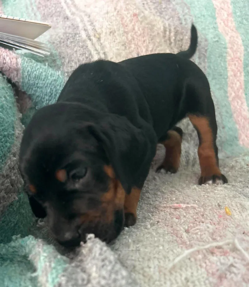 A baby large-sized female Irish Setter dog named Amy Puppy of for adoption in Osteen, FL