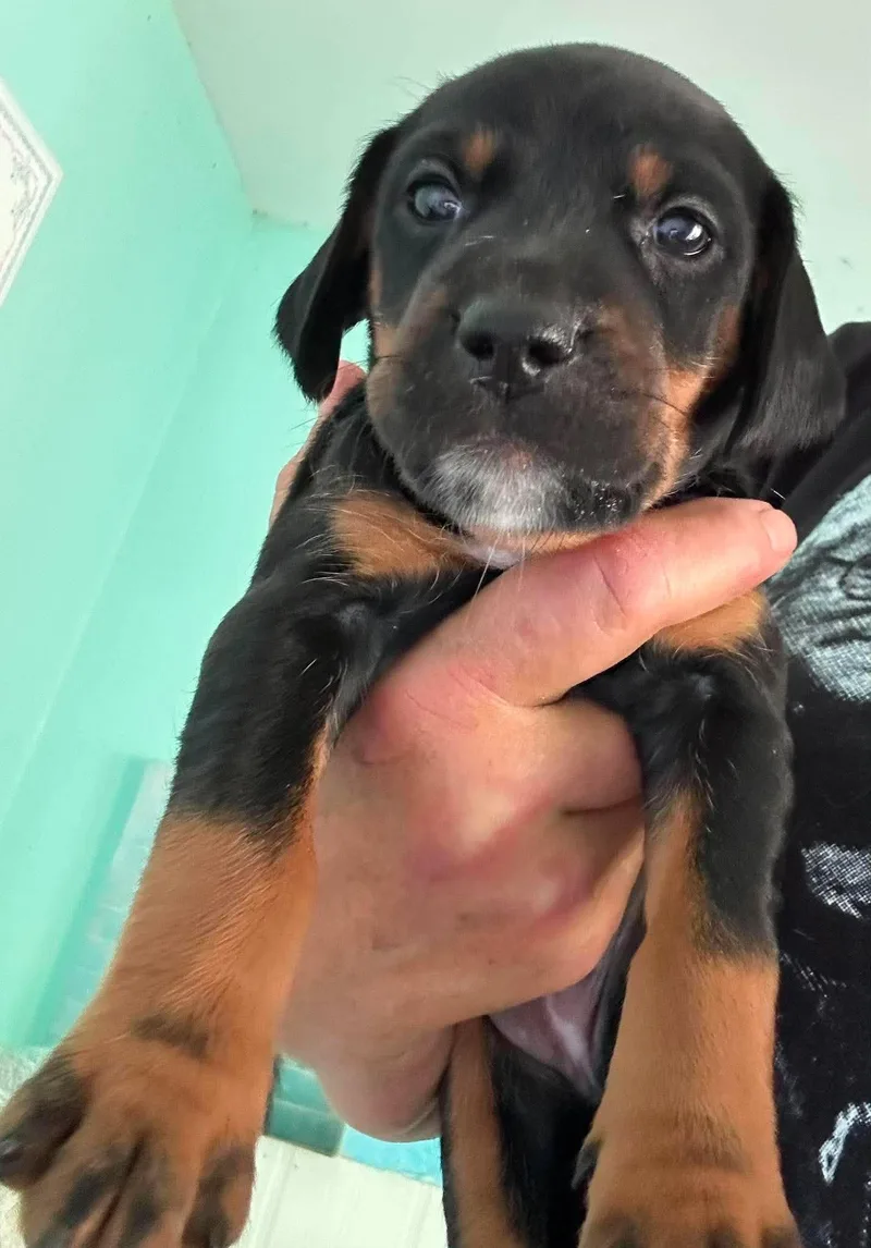 Amy  Puppy of thumbnail 2