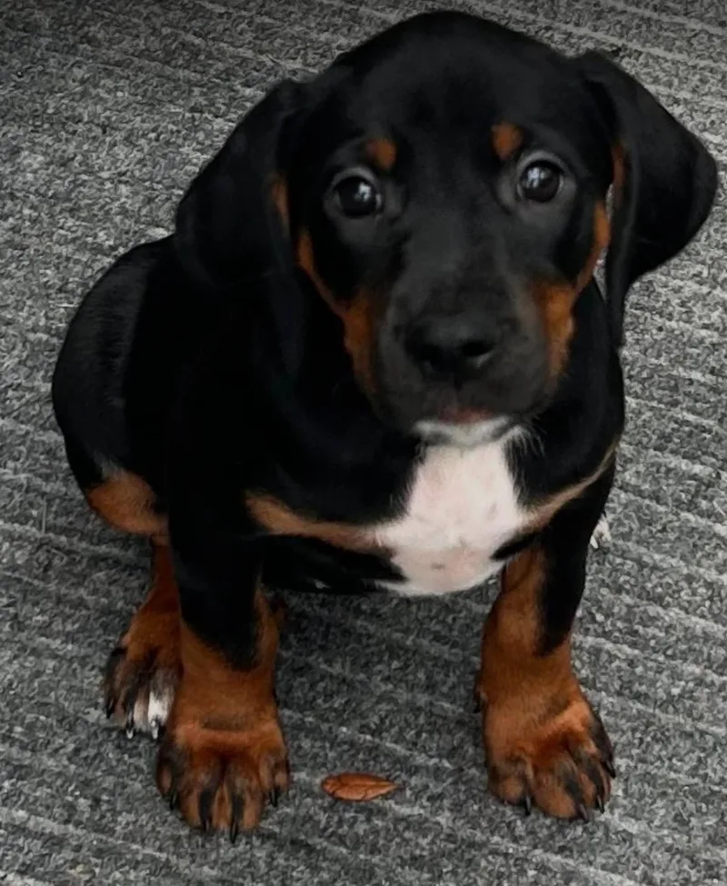 Amy  Puppy of thumbnail 3