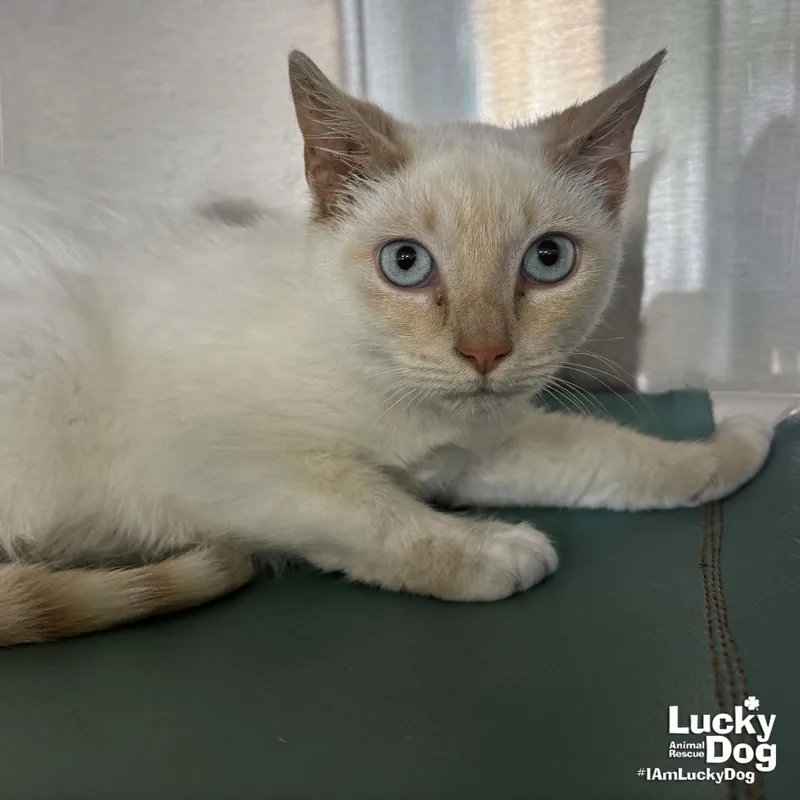 An adult medium-sized female Buff / Tan / Fawn Siamese cat named Peach for adoption in Washington, DC