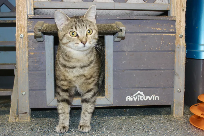 An adult medium-sized female Tabby (Brown / Chocolate) Domestic Short Hair cat named Miss Peregrine for adoption in Brazil, IN