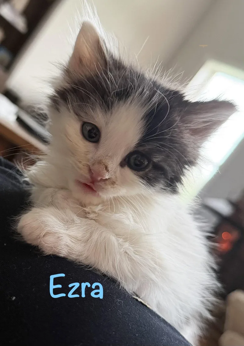 A baby medium-sized male Domestic Long Hair cat named Ezra for adoption in Reston, VA