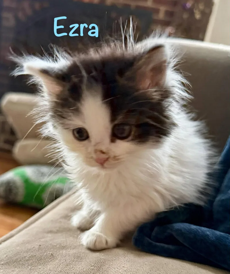 Ezra thumbnail 2