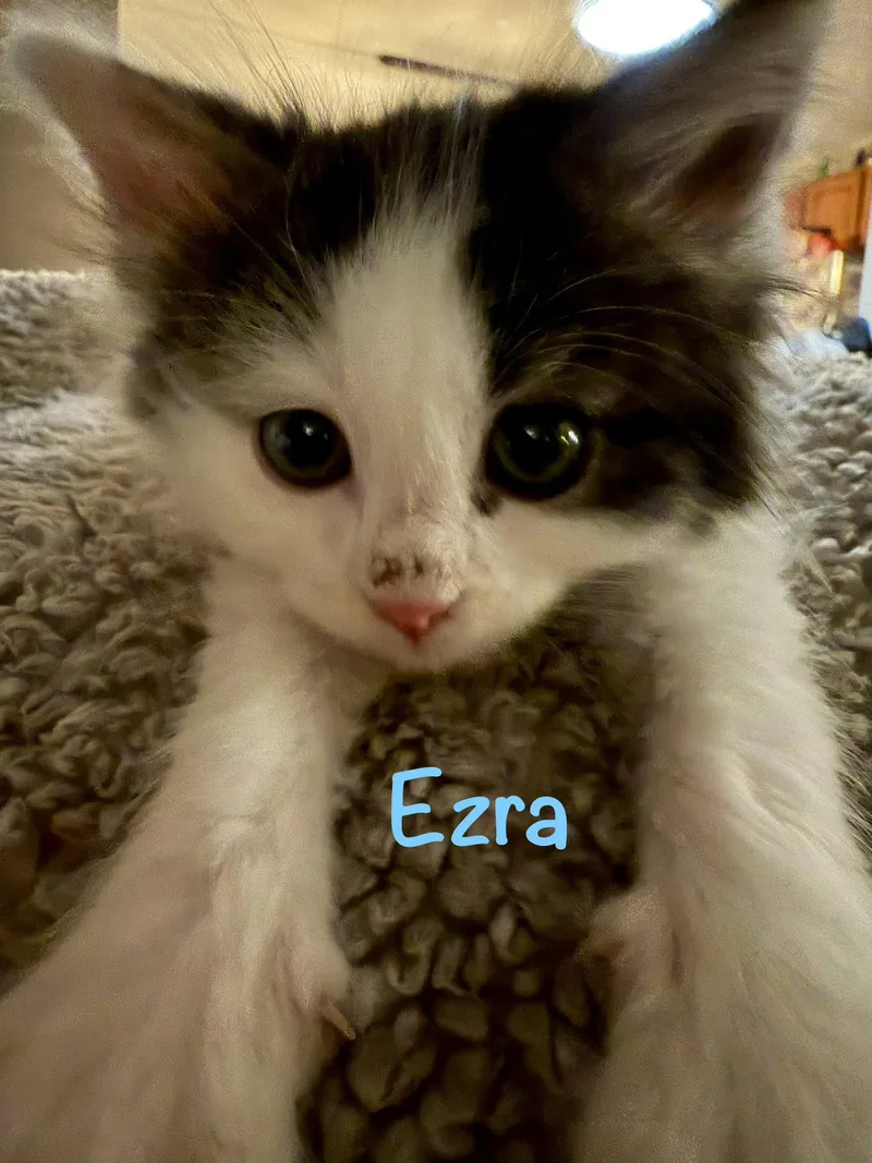 Ezra thumbnail 3