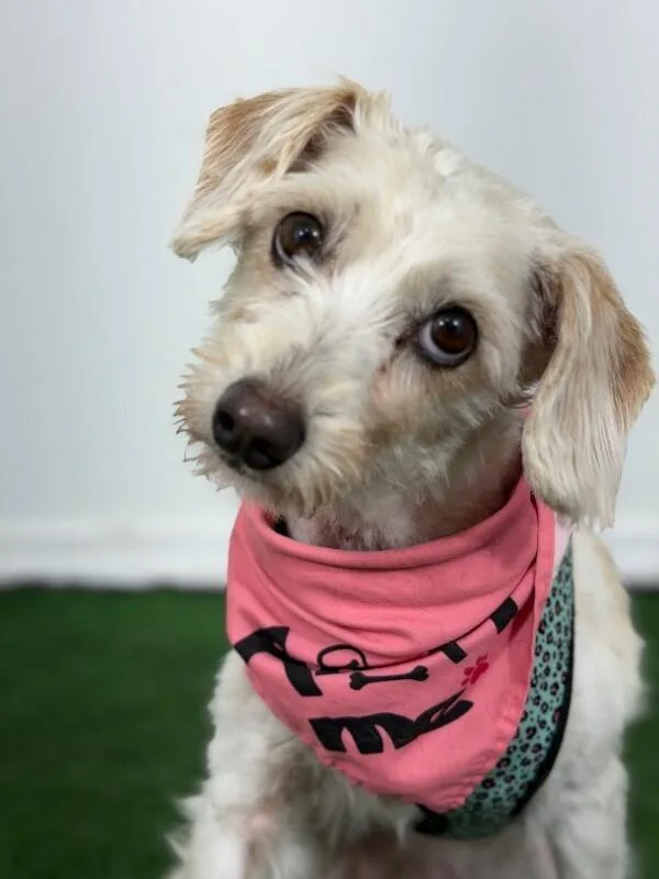 A young small-sized female Yellow / Tan / Blond / Fawn Schnoodle dog named Nala for adoption in Carlsbad, CA