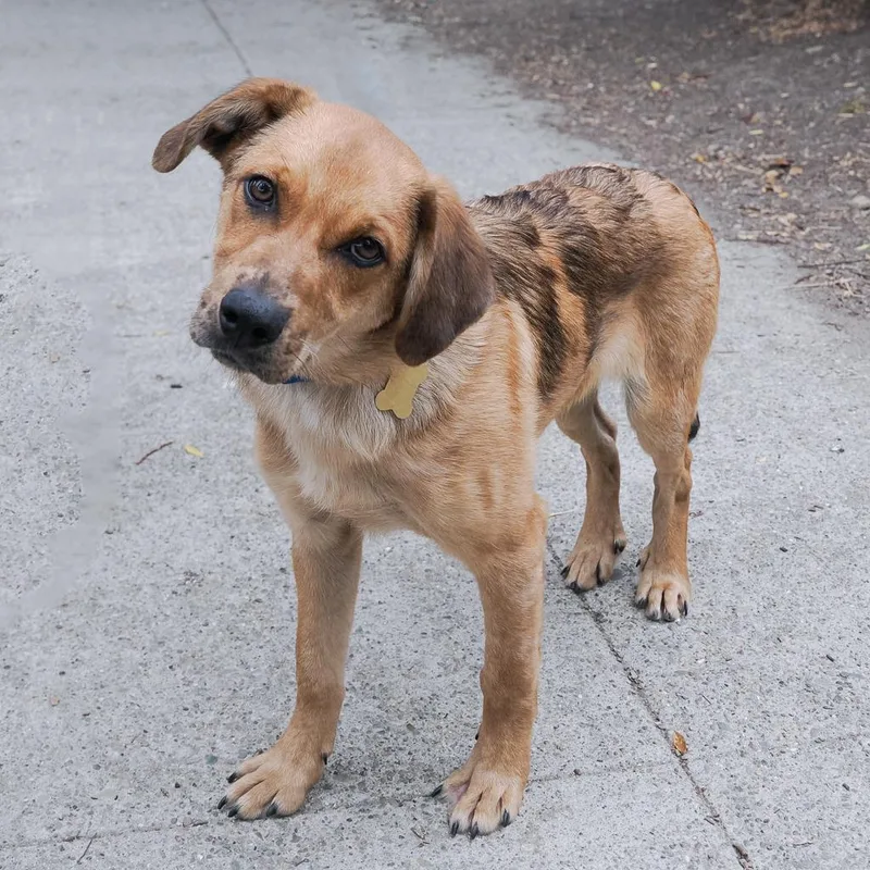 A baby medium-sized male Brown / Chocolate Retriever dog named Draconids for adoption in Point Richmond, CA